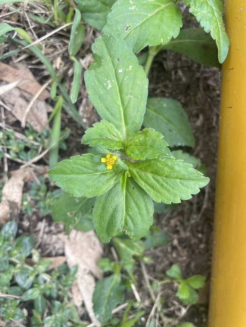 Heterosperma ovatifolium photo 5