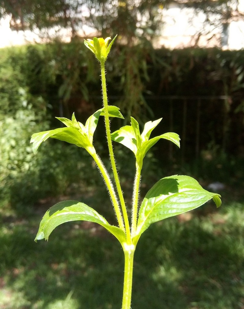 Heterosperma ovatifolium photo 6
