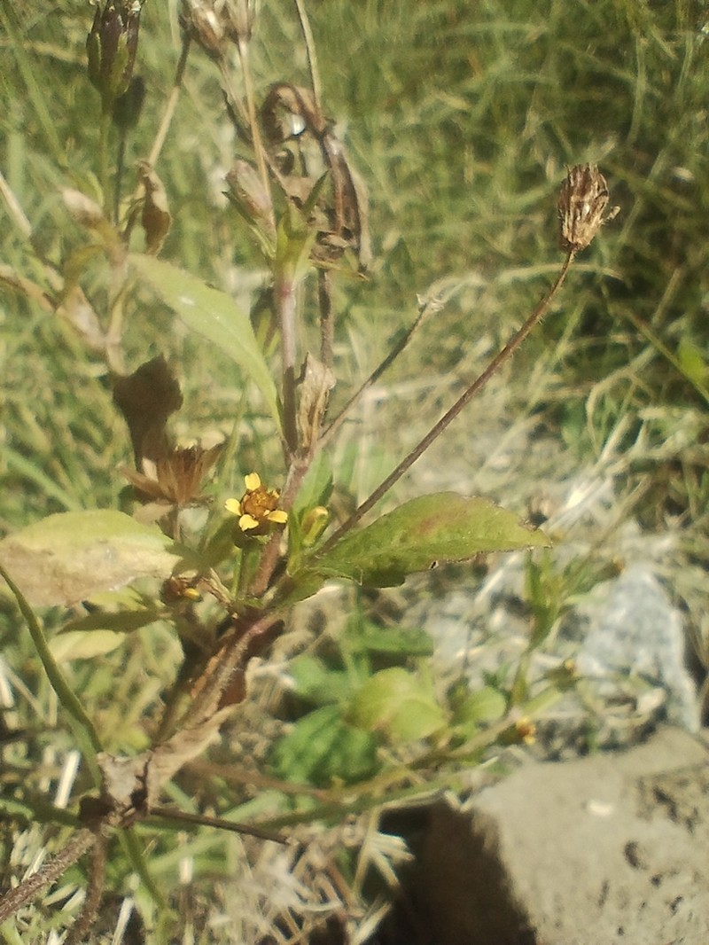 Heterosperma ovatifolium photo 7