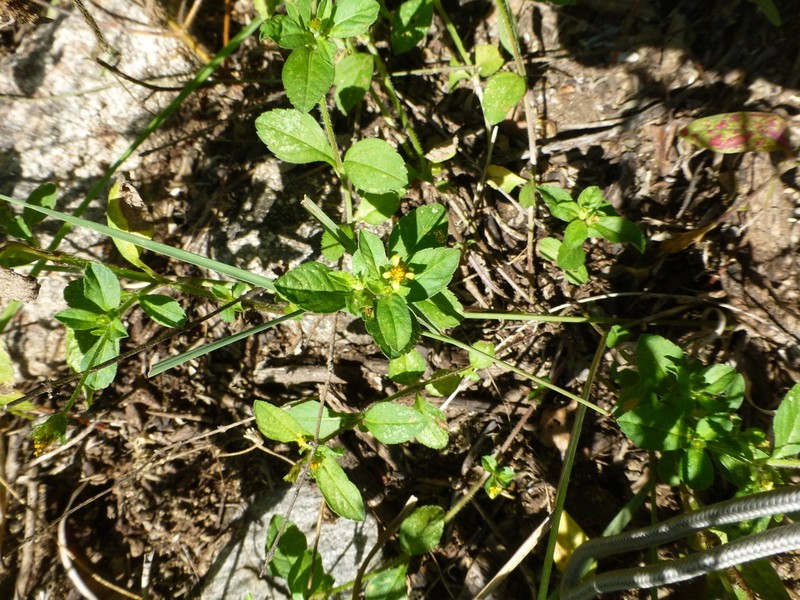 Heterosperma ovatifolium photo 8