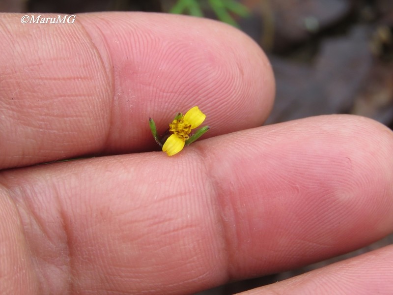 Wingpetal photo 2