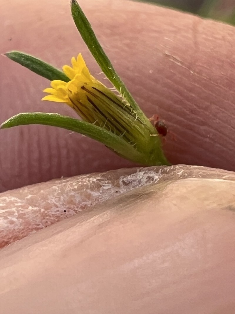 Wingpetal photo 4