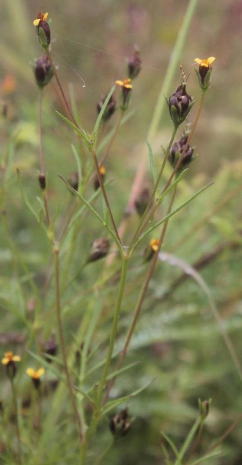 Wingpetal photo 5