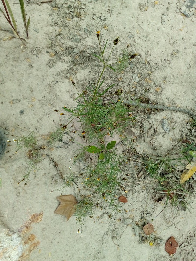 Wingpetal photo 6