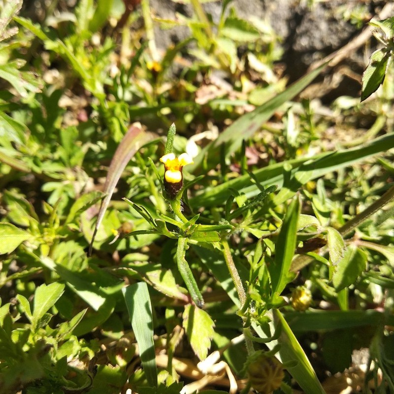 Wingpetal photo 7