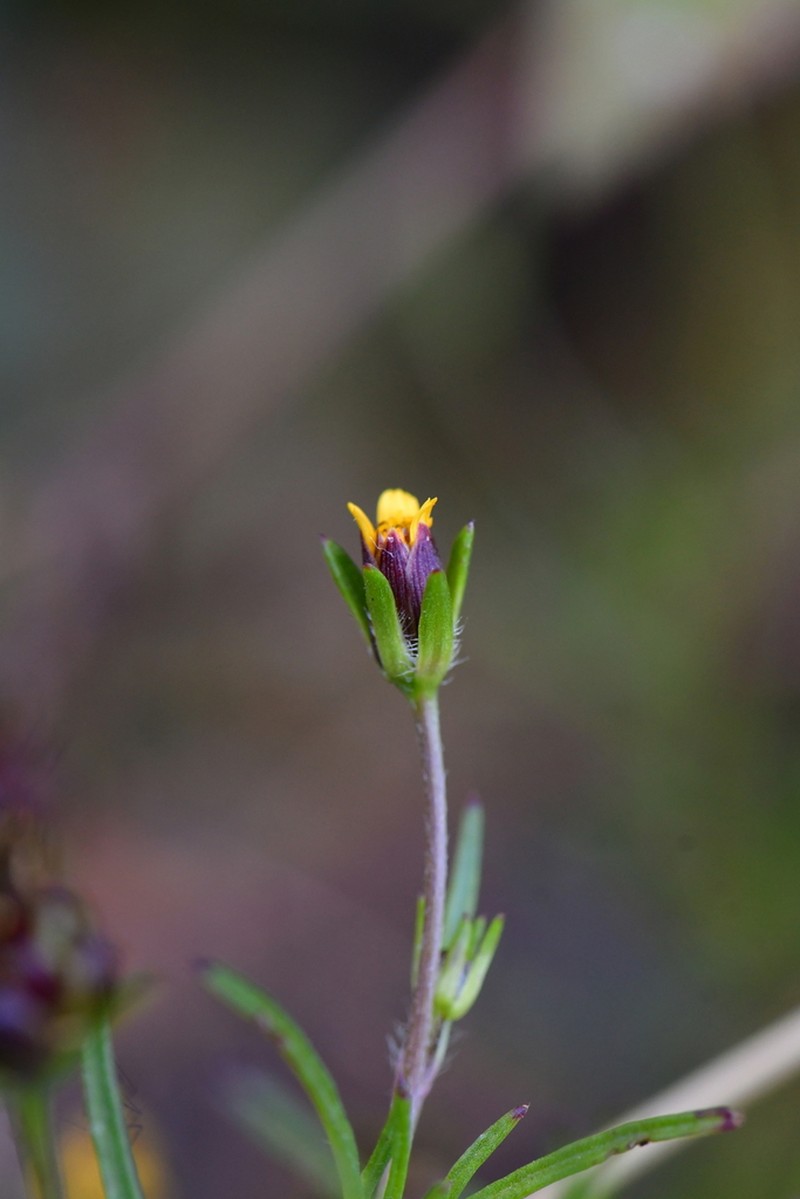 Wingpetal photo 8