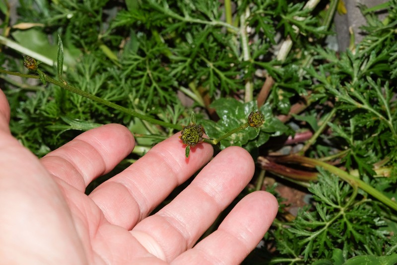 Heterosperma tenuisectum
