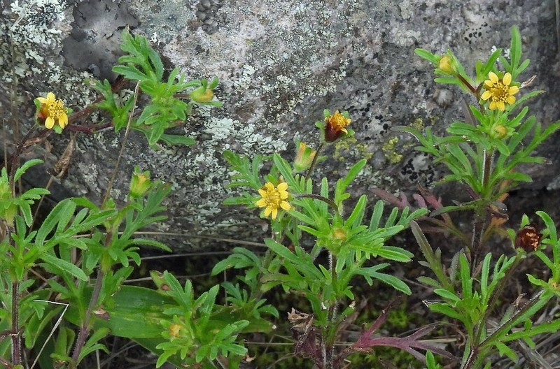 Heterosperma tenuisectum photo 2