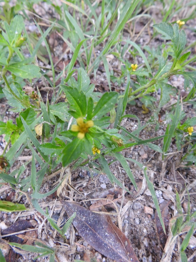 Heterosperma tenuisectum photo 3