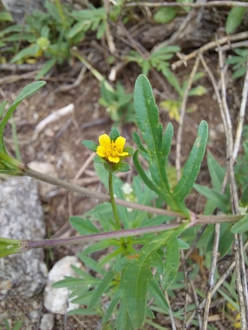 Heterosperma tenuisectum photo 4