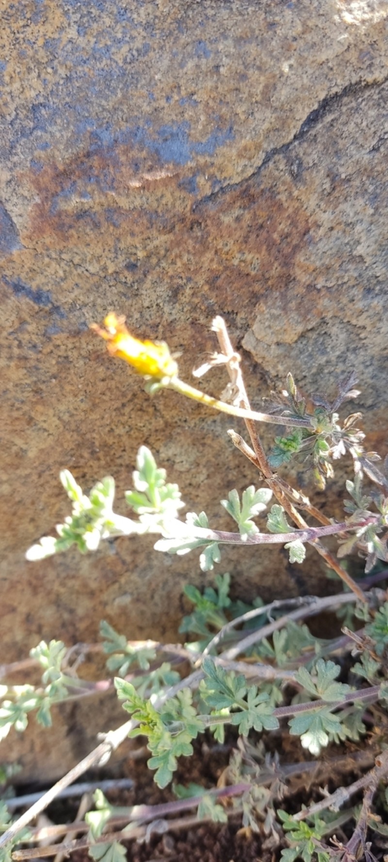 Heterosperma tenuisectum photo 5