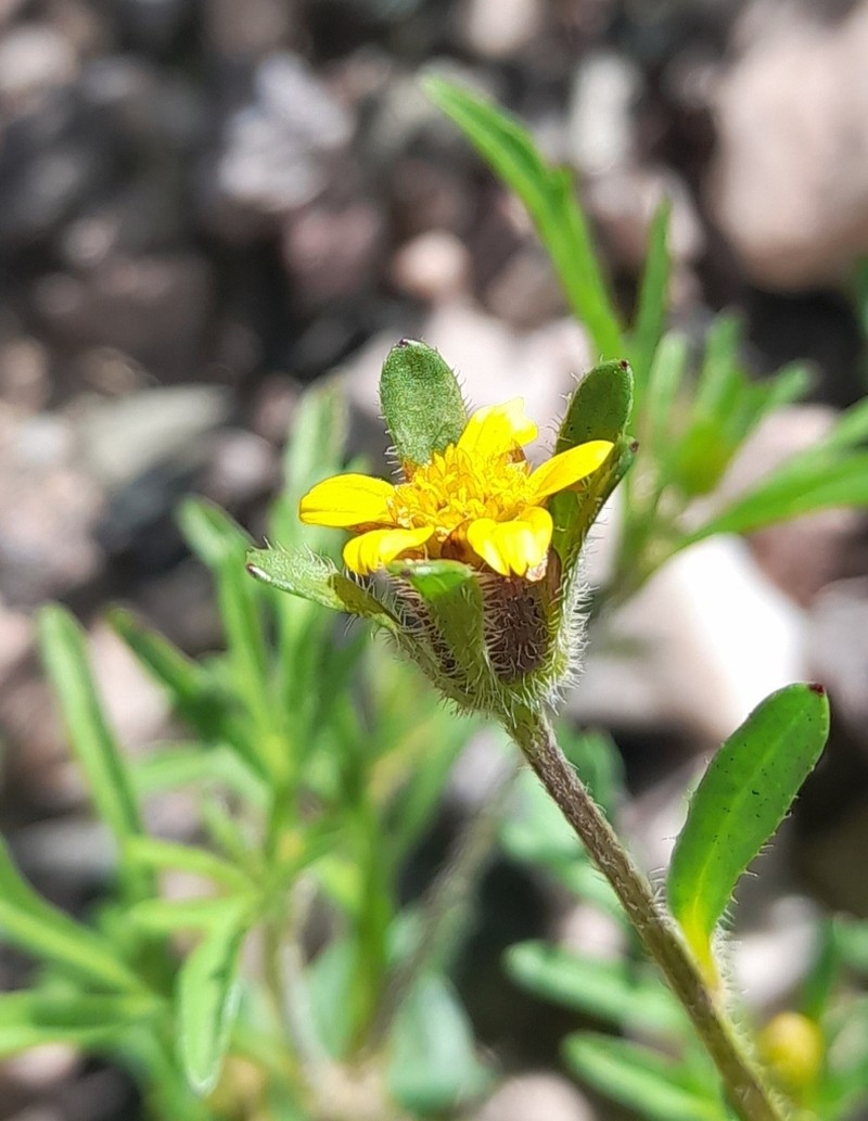 Heterosperma tenuisectum photo 6