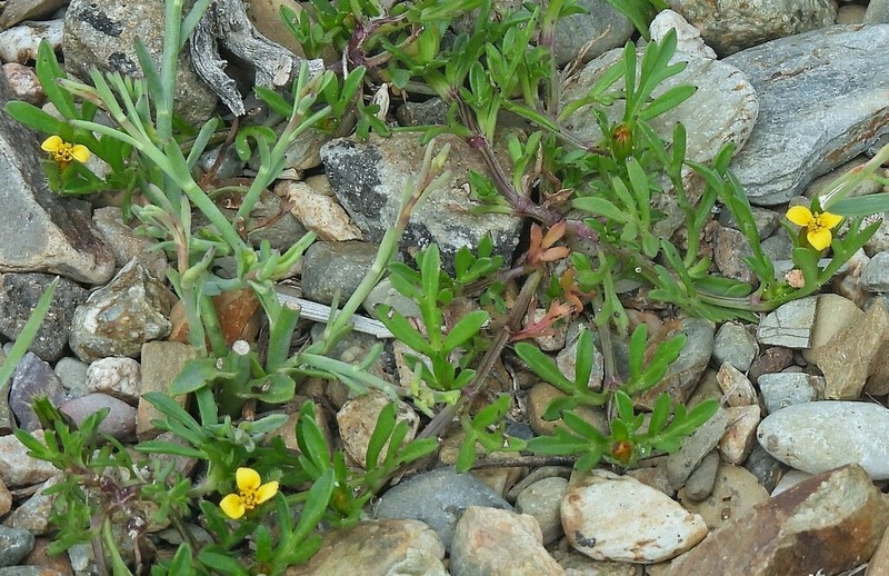 Heterosperma tenuisectum photo 7