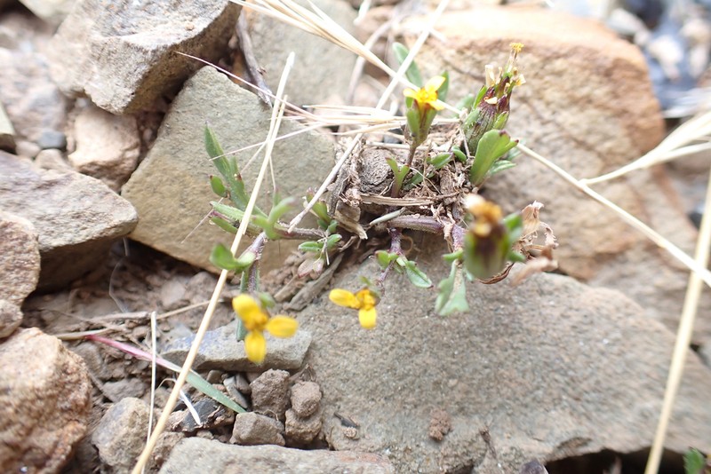 Heterosperma tenuisectum photo 8