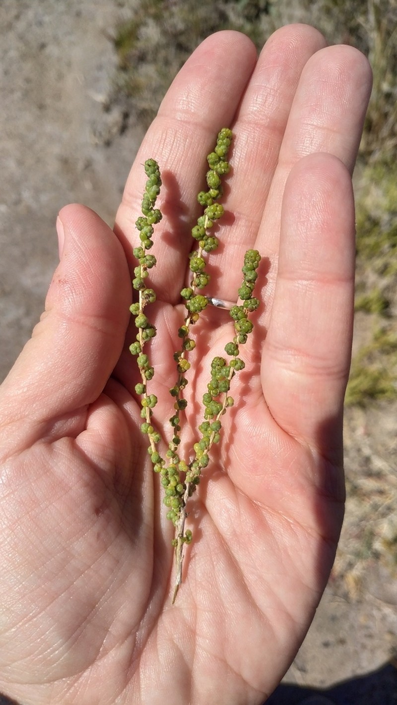 Heterostachys olivascens photo 2