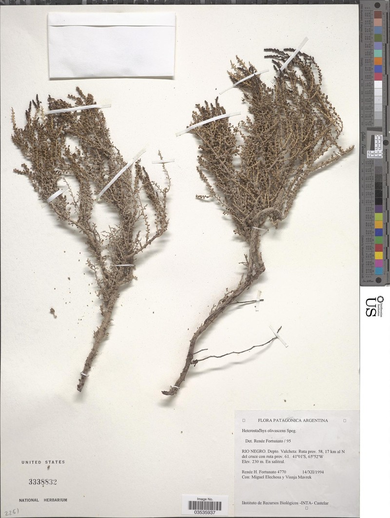 Heterostachys olivascens photo 3