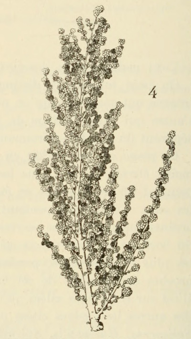 Heterostachys olivascens