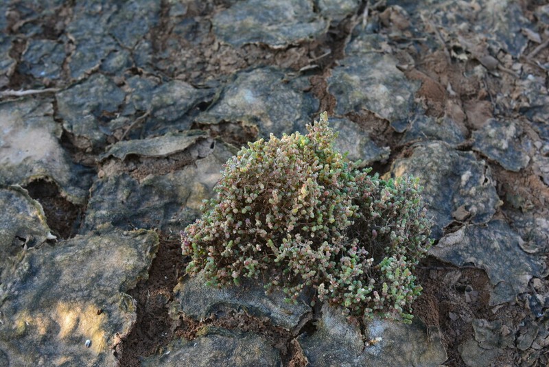 Heterostachys ritteriana