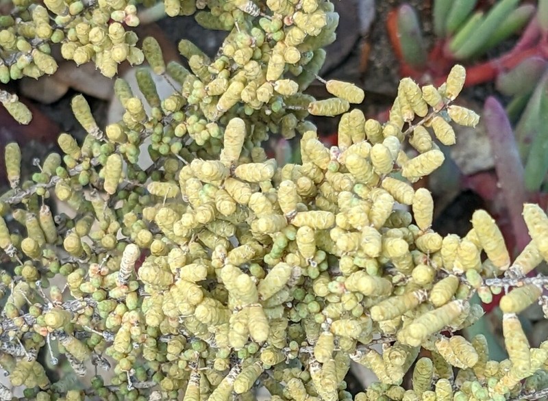 Heterostachys ritteriana photo 3