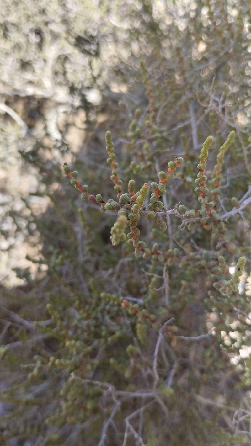 Heterostachys ritteriana photo 4