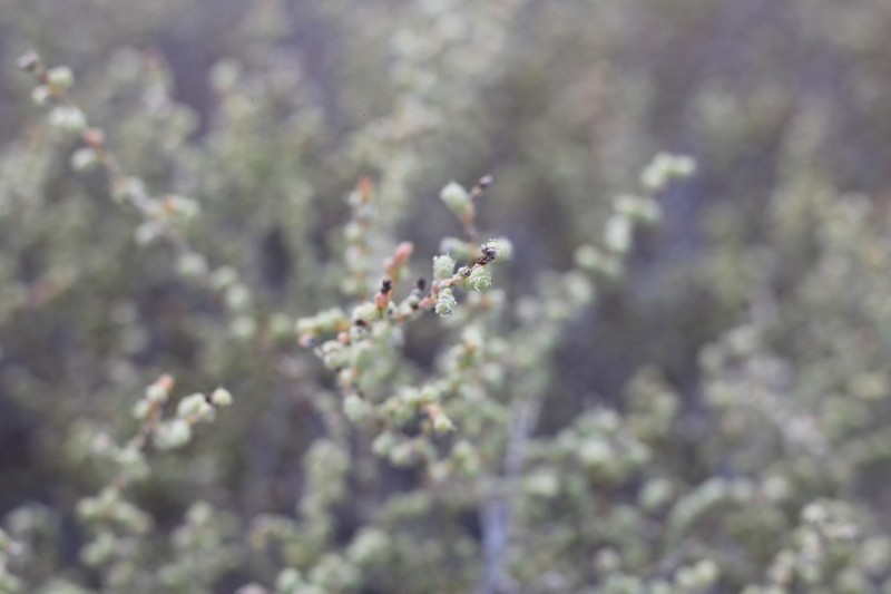 Heterostachys ritteriana photo 7
