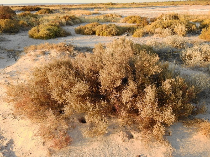 Heterostachys ritteriana photo 8