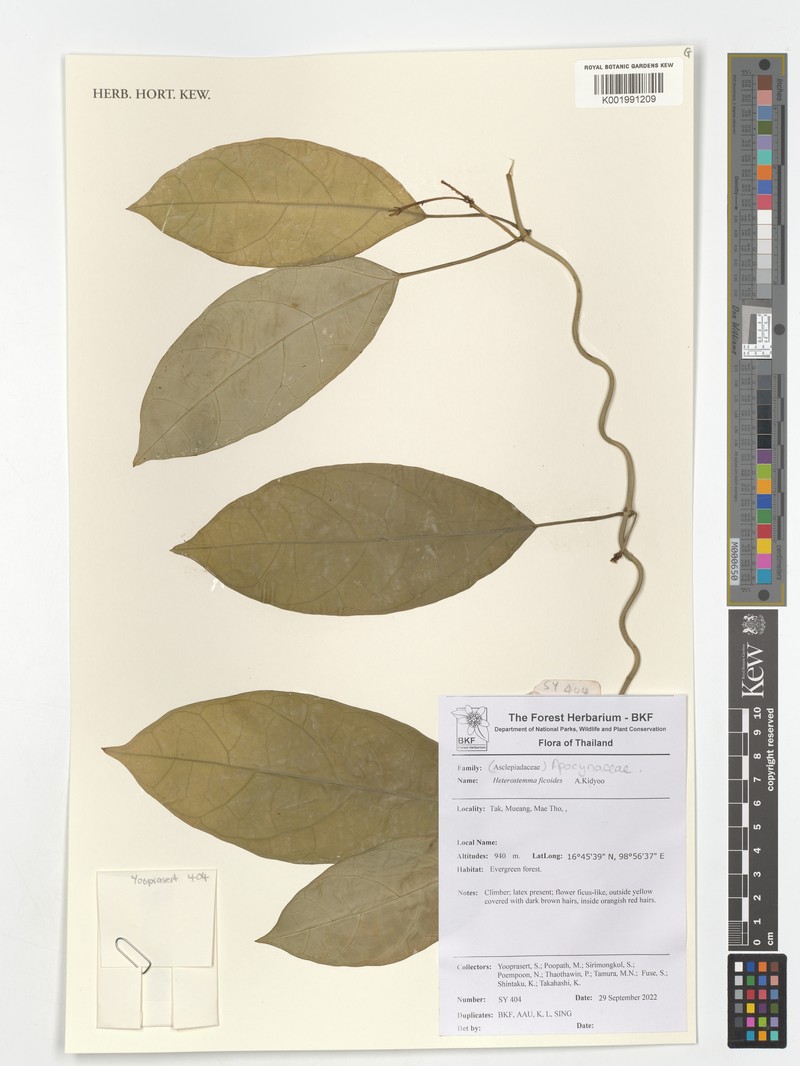 Heterostemma ficoides