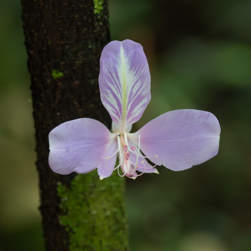 Heterostemon conjugatus photo 2