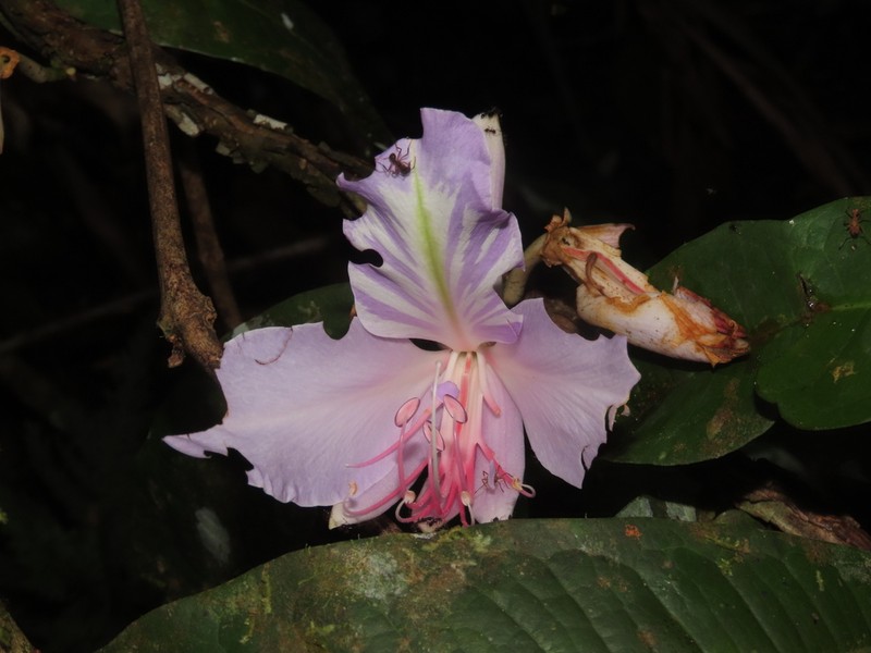 Heterostemon conjugatus photo 3