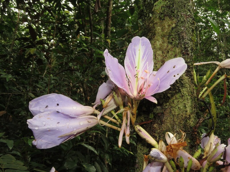 Heterostemon conjugatus photo 4