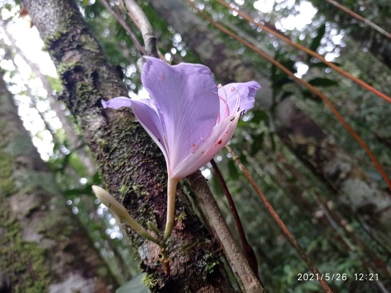 Heterostemon conjugatus photo 5