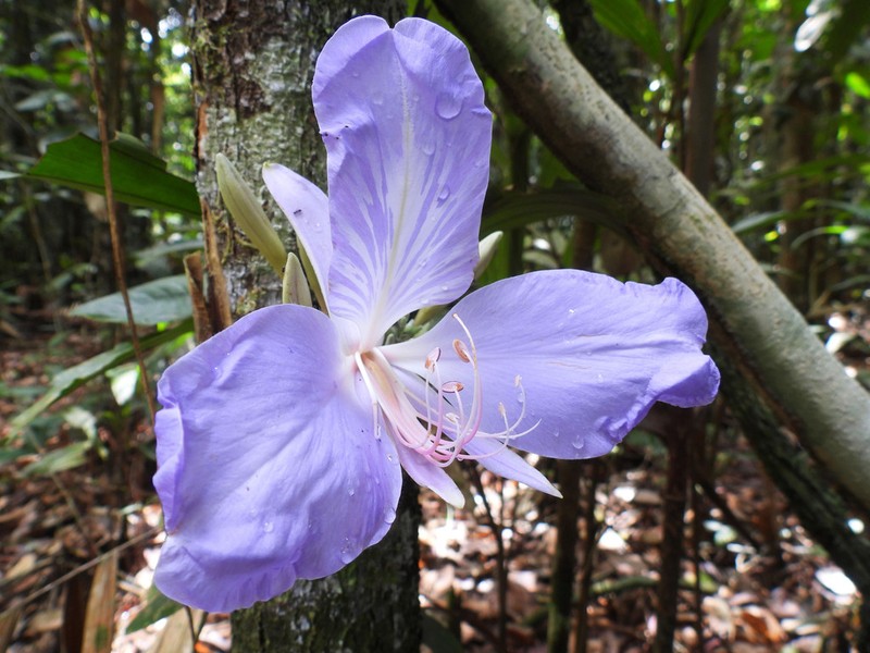 Heterostemon conjugatus photo 6