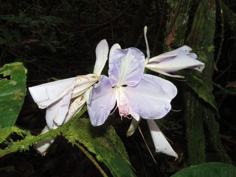 Heterostemon conjugatus photo 7