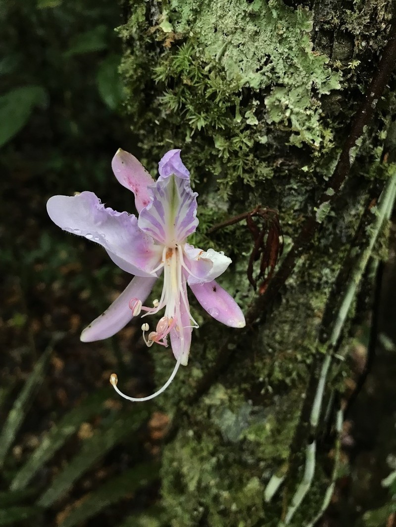 Heterostemon ellipticus