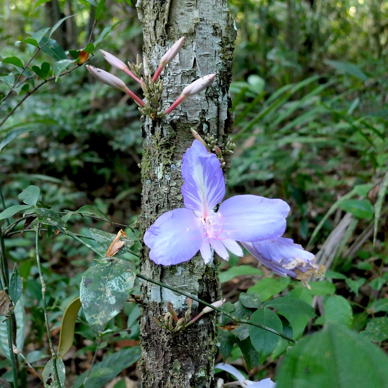 Heterostemon ellipticus photo 2