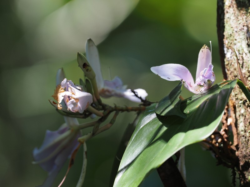 Heterostemon ellipticus photo 4