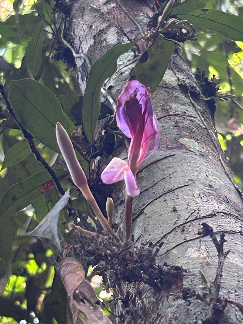 Heterostemon ellipticus photo 5