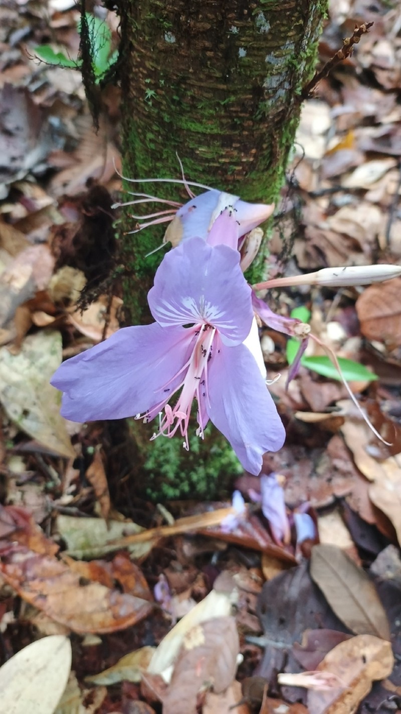 Heterostemon ellipticus photo 6