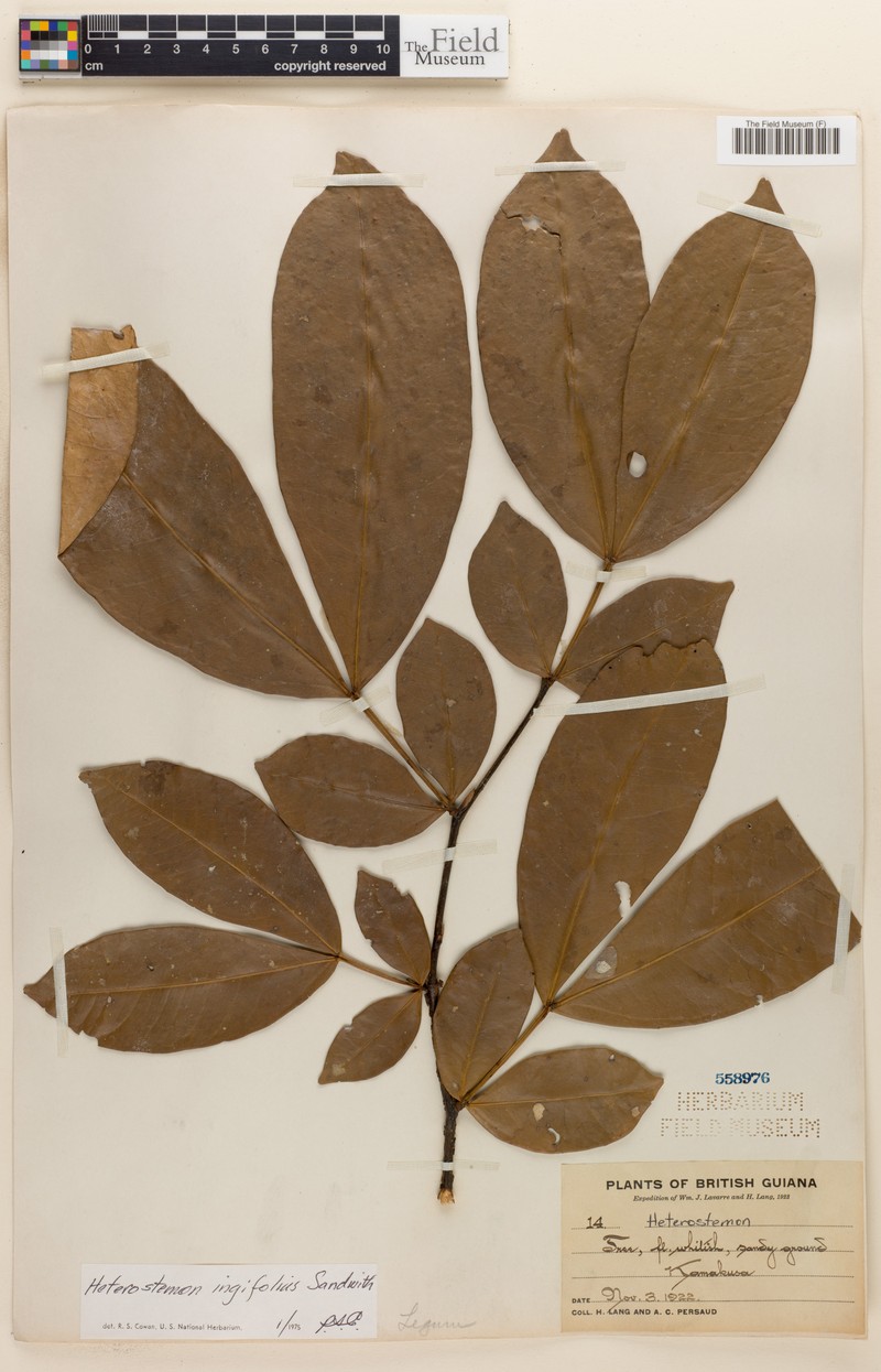 Heterostemon ingifolius
