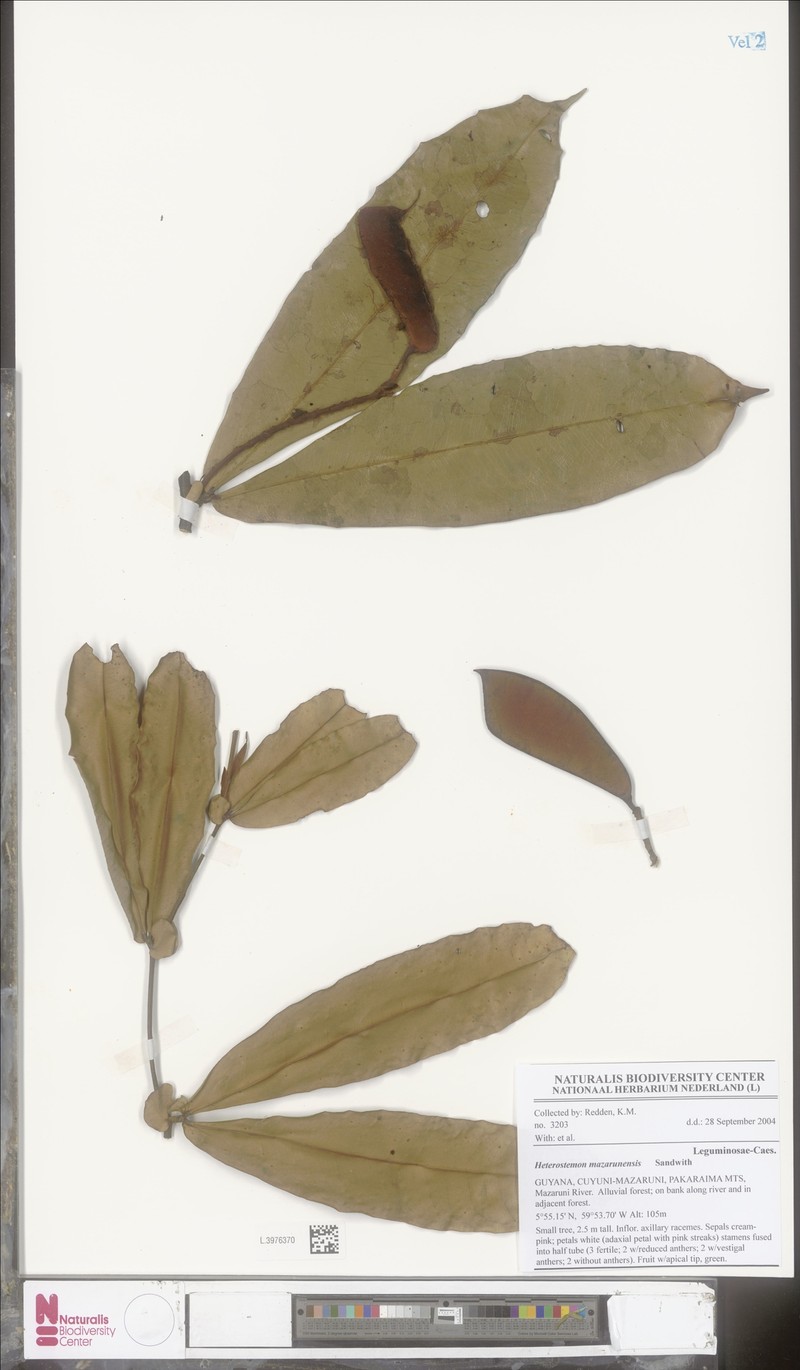Heterostemon mazarunensis