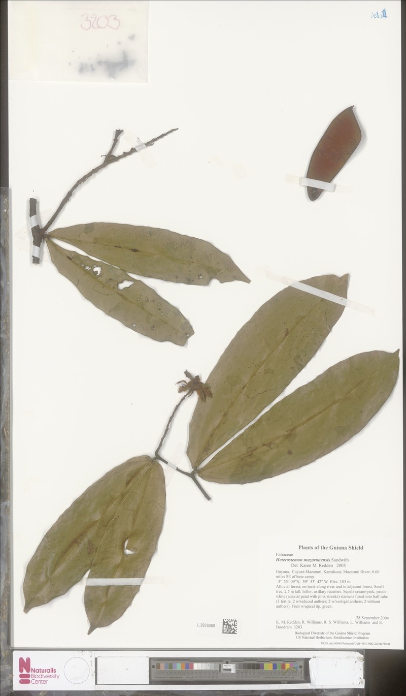Heterostemon mazarunensis photo 2