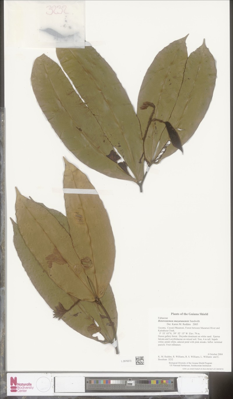 Heterostemon mazarunensis photo 3