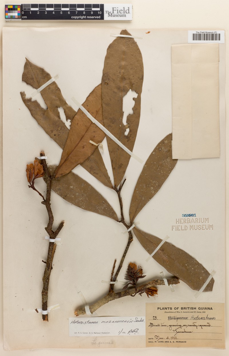 Heterostemon mazarunensis photo 4