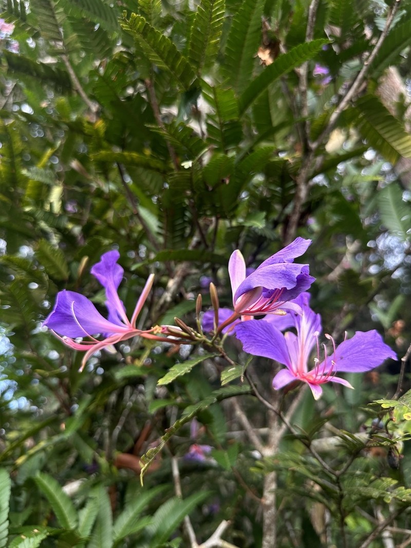 Heterostemon mimosoides