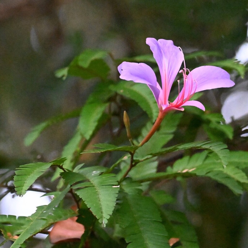 Heterostemon mimosoides photo 3