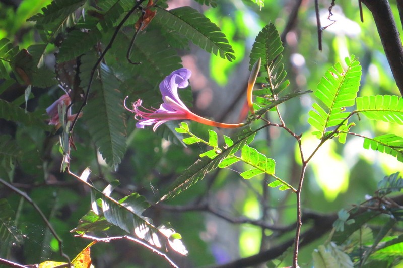 Heterostemon mimosoides photo 4