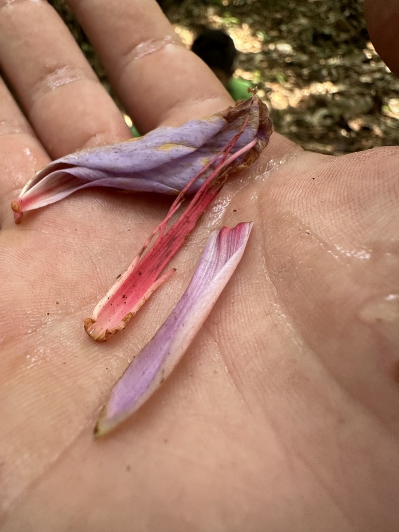 Heterostemon mimosoides photo 6