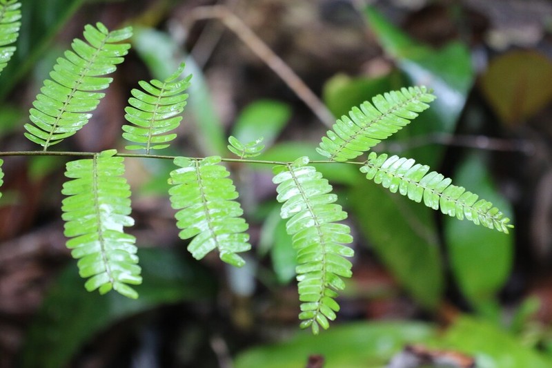 Heterostemon mimosoides photo 7