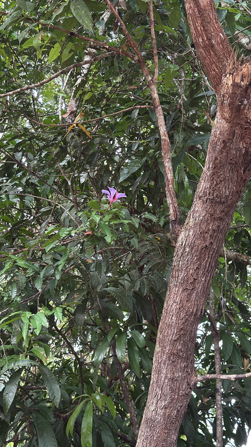 Heterostemon mimosoides photo 8