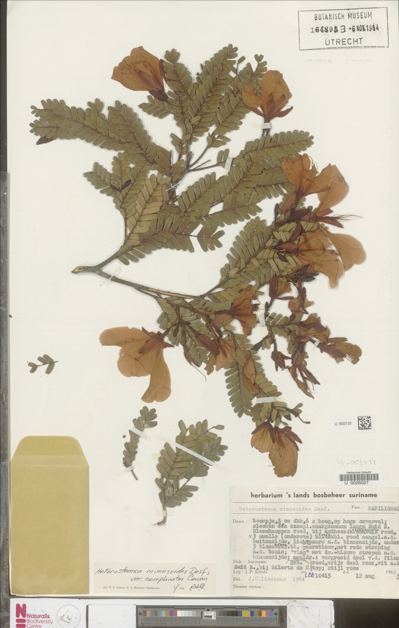 Heterostemon mimosoides var. complanatus